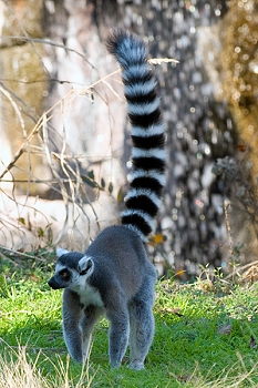 20111229-waco-zoo-021