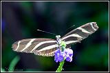 20090515_niagara_028