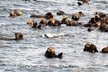 20100608-sitka-062