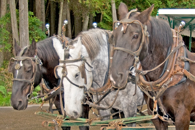 20110923-mackinac-island-014.jpg